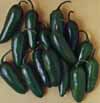 v_pepperjalapeno.jpg